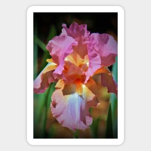 Pink And Orange Iris Sticker